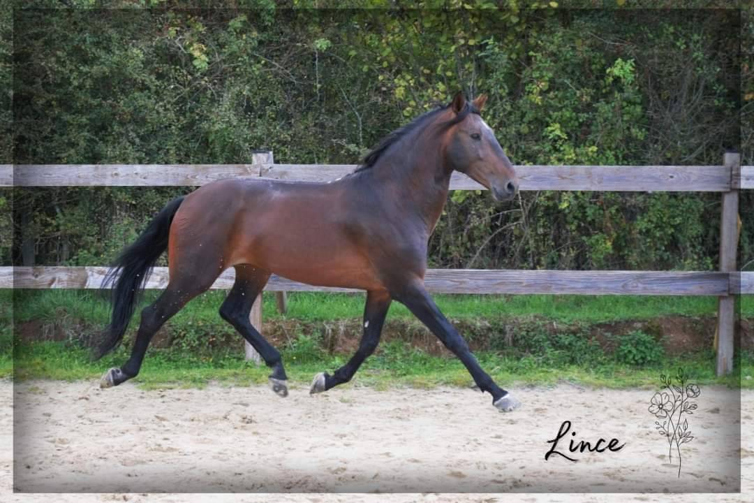 Ruin Lusitano Te koop 2015 Bruin / Bai ,  VINHO MVP