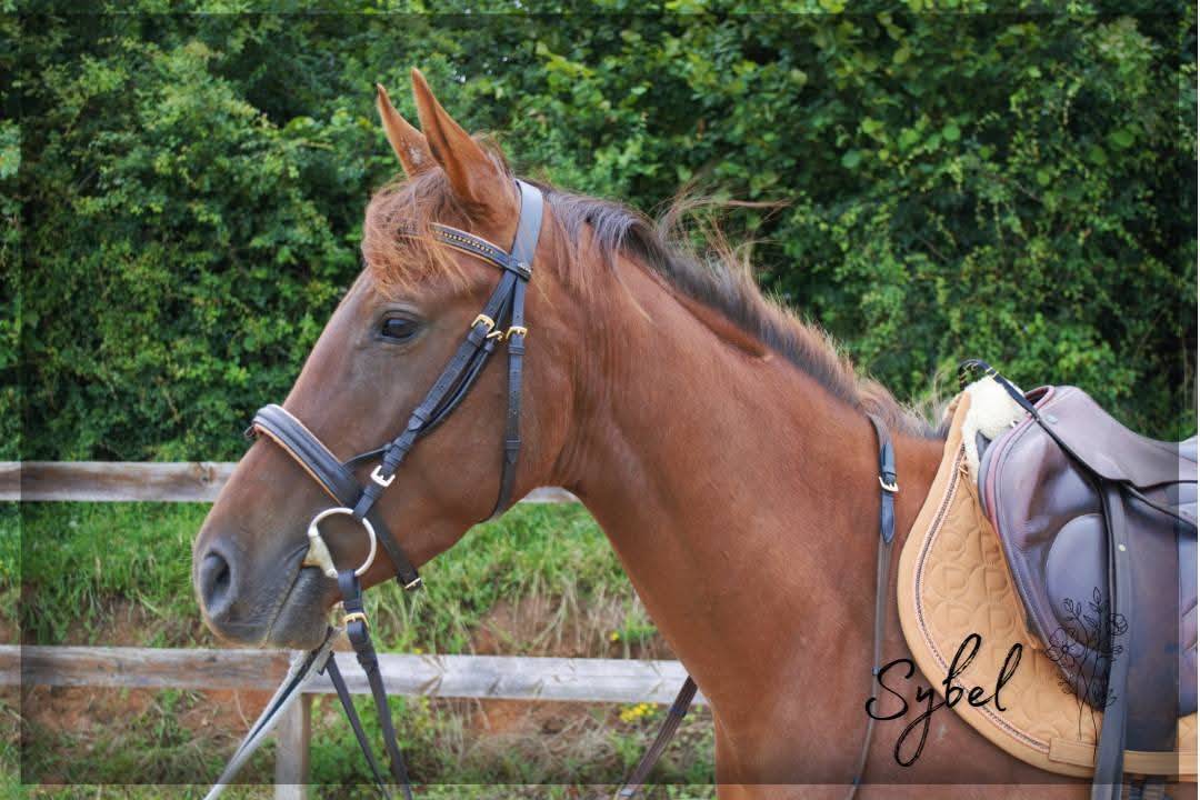 Merrie Engels volbloed Te koop 2021 Vos ,  Nom de d'la