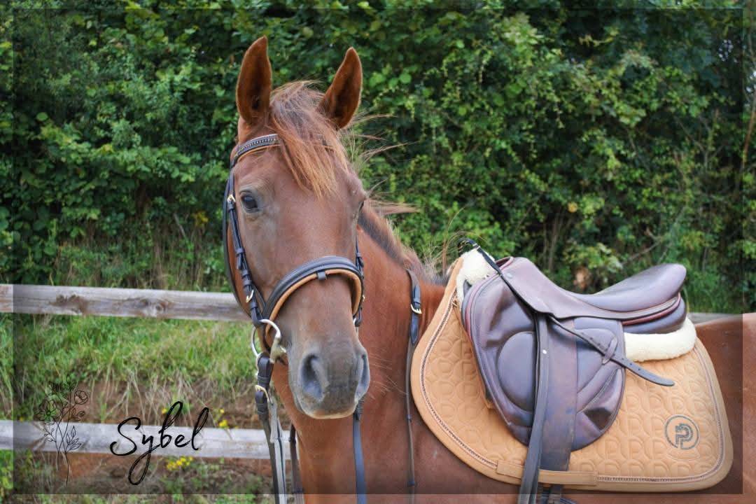 Merrie Engels volbloed Te koop 2021 Vos ,  Nom de d'la