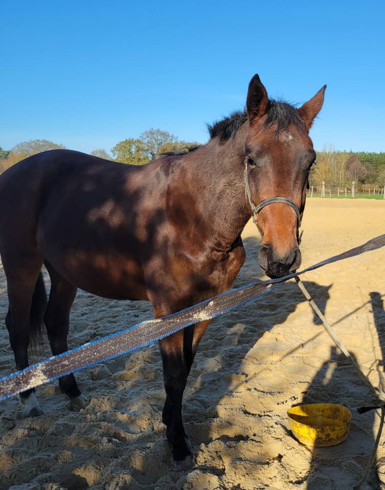 Veulen (vr) Selle Fran&ccedil;ais Te koop 2023 Donker bruin / bai ,  Casallo z