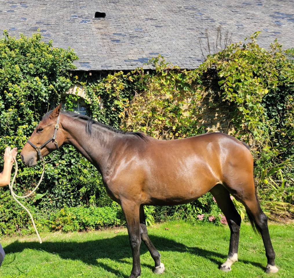 Veulen (vr) Selle Fran&ccedil;ais Te koop 2023 Donker bruin / bai ,  Casallo z