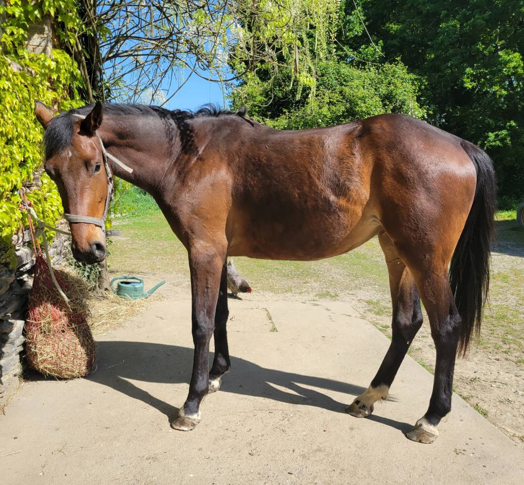 Veulen (vr) Selle Fran&ccedil;ais Te koop 2023 Donker bruin / bai ,  Casallo z