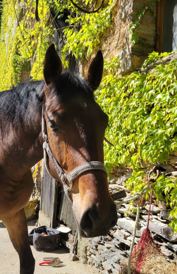 Veulen (vr) Selle Fran&ccedil;ais Te koop 2023 Donker bruin / bai ,  Casallo z