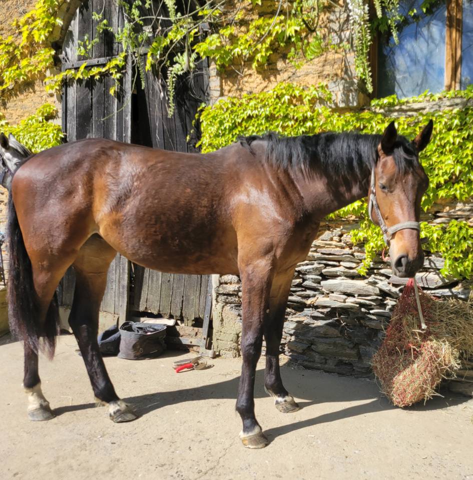 Veulen (vr) Selle Fran&ccedil;ais Te koop 2023 Donker bruin / bai ,  Casallo z