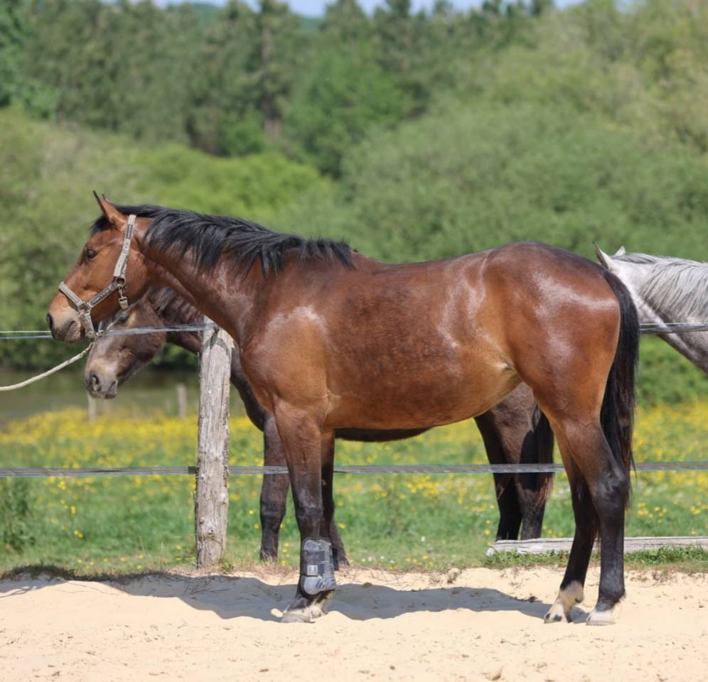 Veulen (vr) Selle Fran&ccedil;ais Te koop 2023 Donker bruin / bai ,  Casallo z
