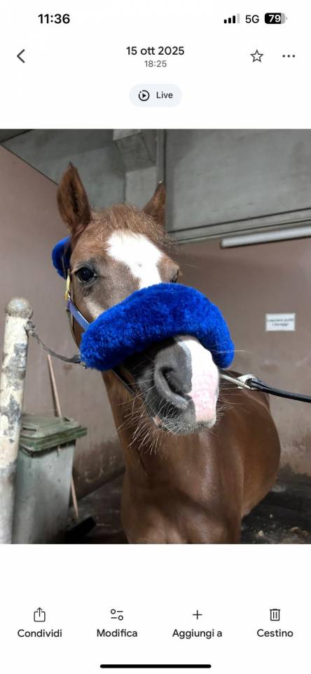 Ruin Welsh Pony (Section B) Te koop 2018 Vos