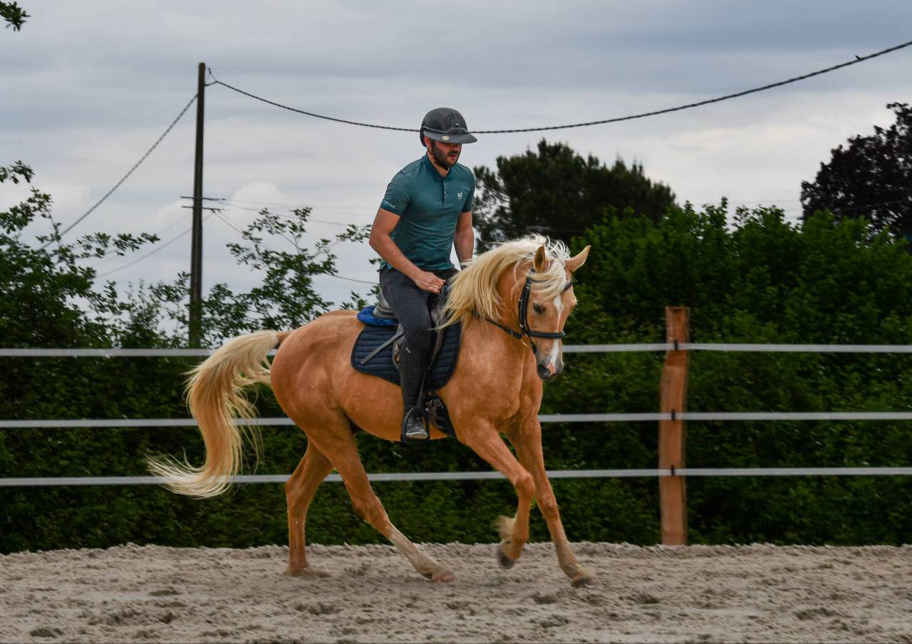 Ruin Andere pony rassen Te koop 2012 Palomino