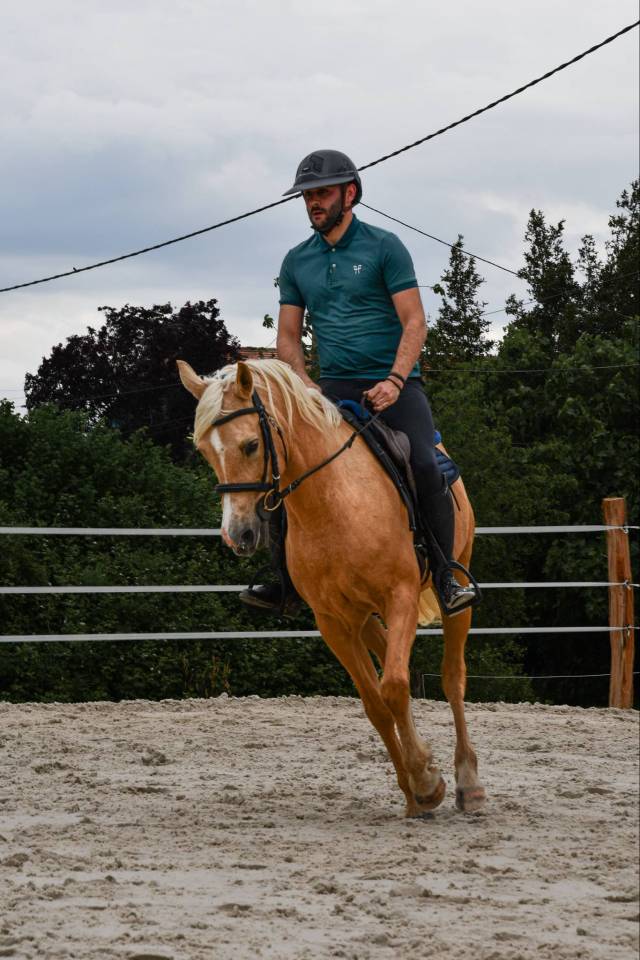 Ruin Andere pony rassen Te koop 2012 Palomino