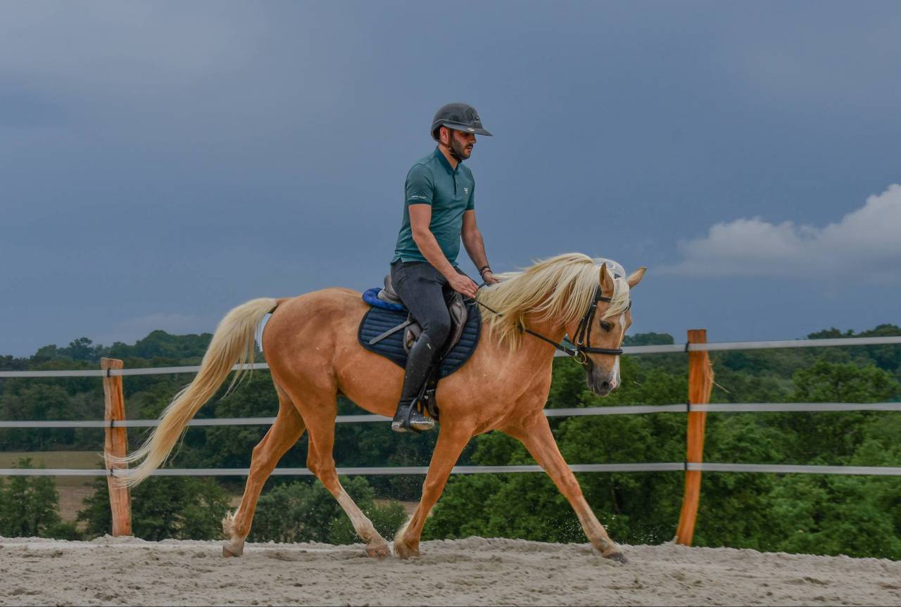 Ruin Andere pony rassen Te koop 2012 Palomino