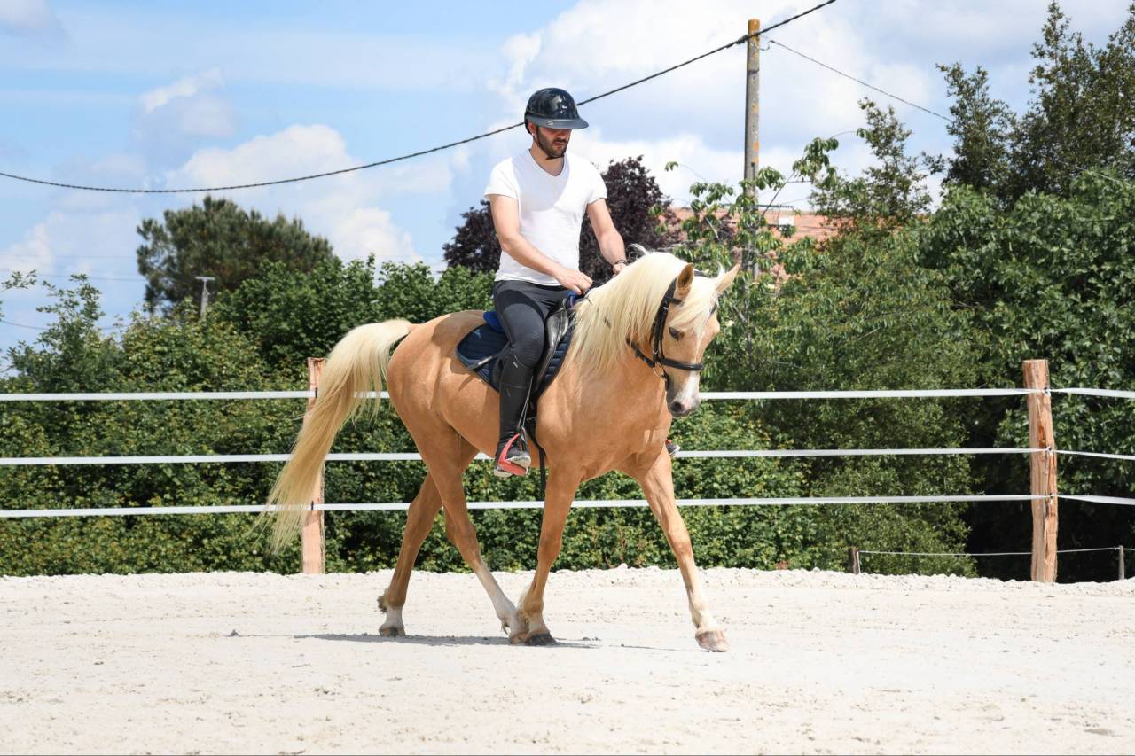 Ruin Andere pony rassen Te koop 2012 Palomino