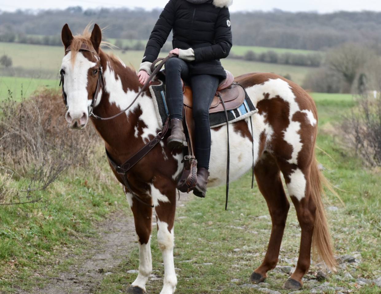 Dekhengst Paint Horse Te koop 2021 Overo