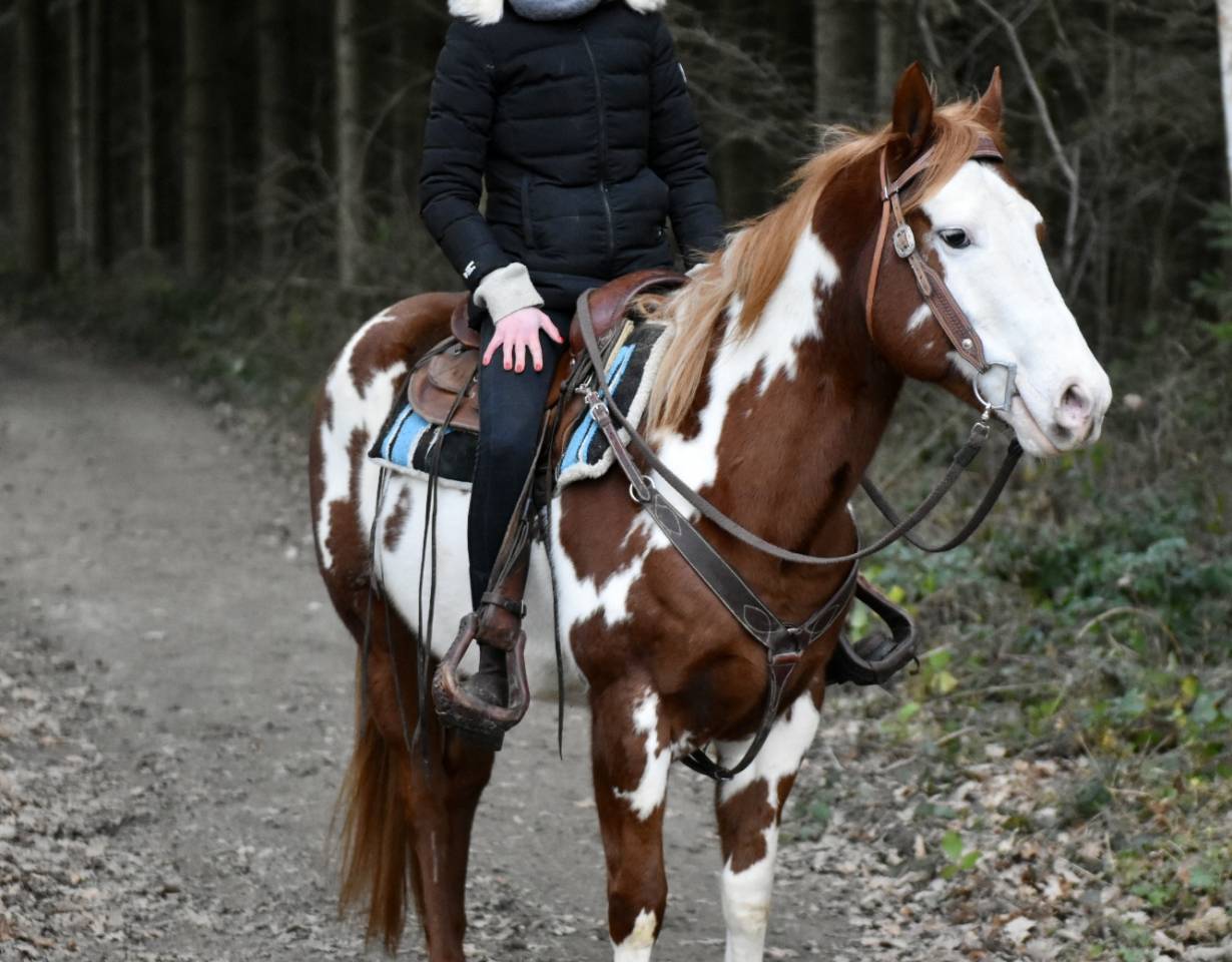 Dekhengst Paint Horse Te koop 2021 Overo