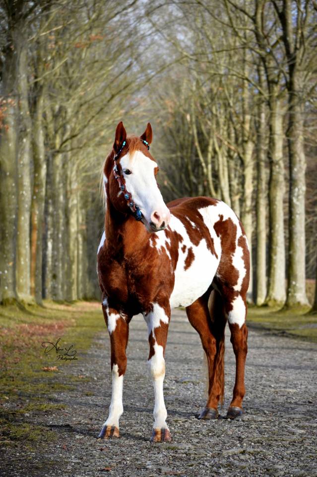 Dekhengst Paint Horse Te koop 2021 Overo