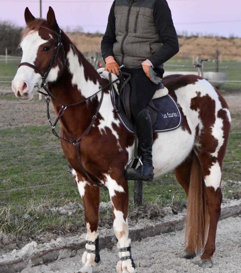 Dekhengst Paint Horse Te koop 2021 Overo