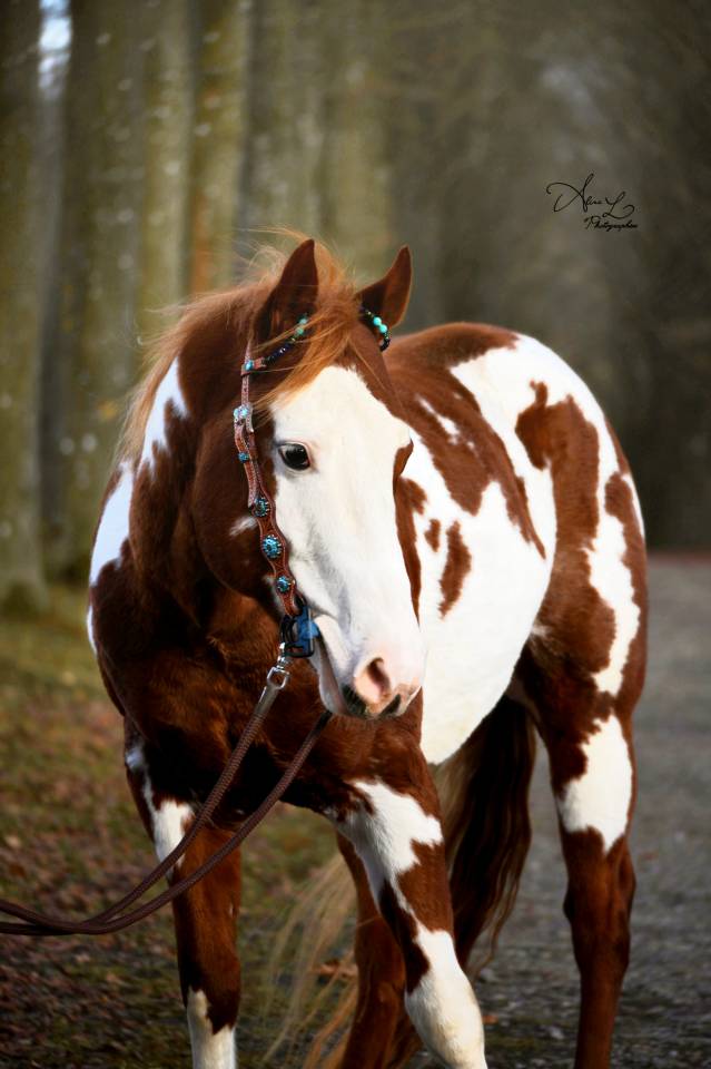 Dekhengst Paint Horse Te koop 2021 Overo