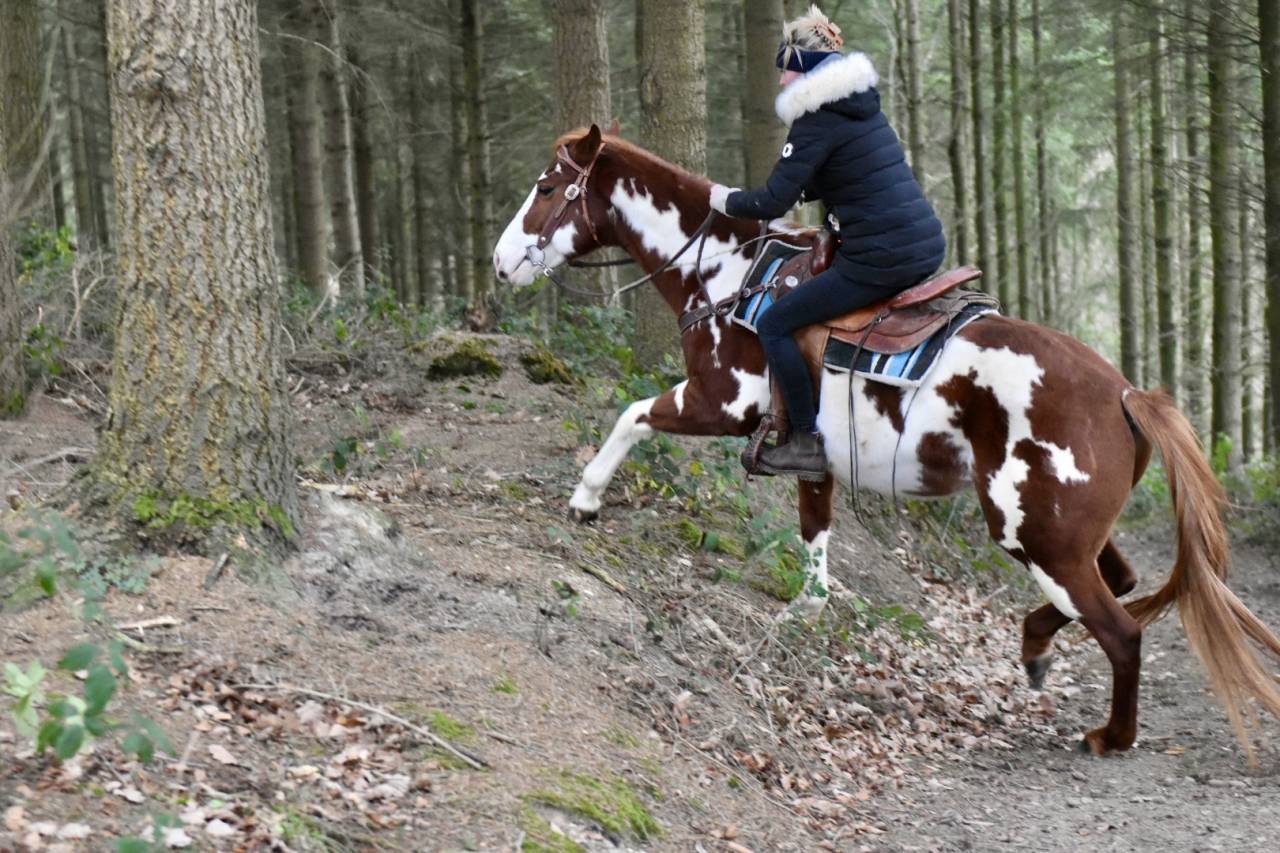 Dekhengst Paint Horse Te koop 2021 Overo