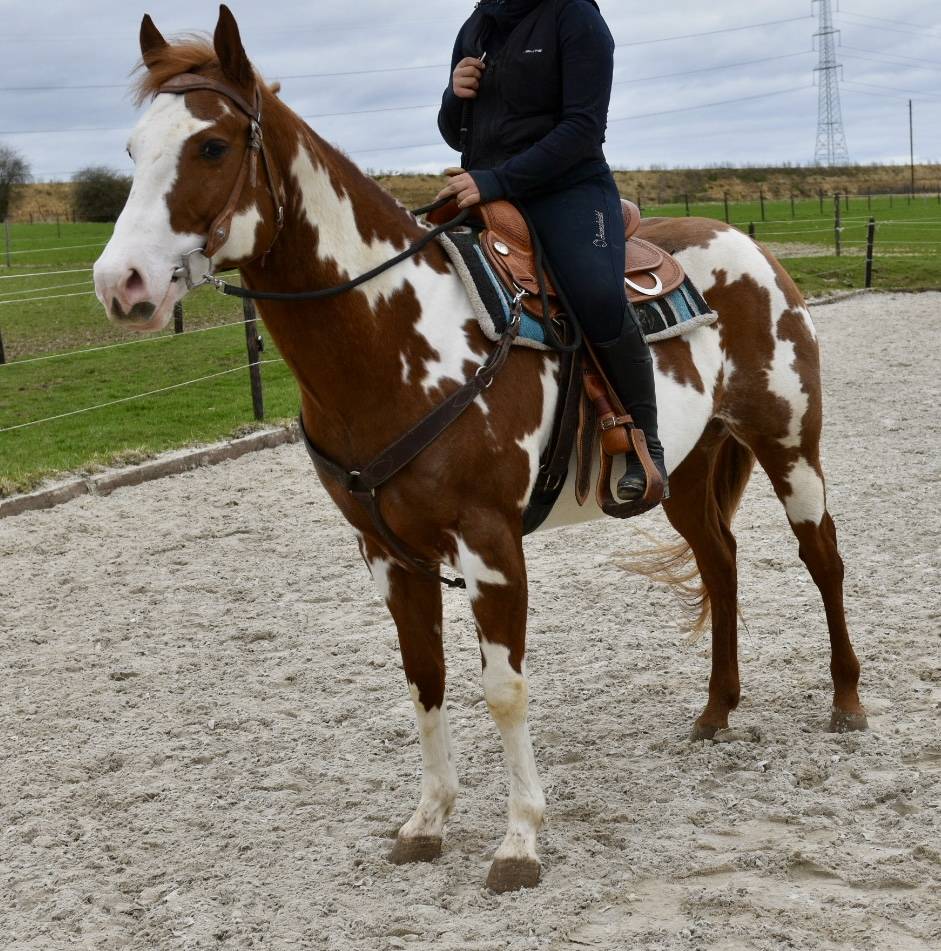 Dekhengst Paint Horse Te koop 2021 Overo