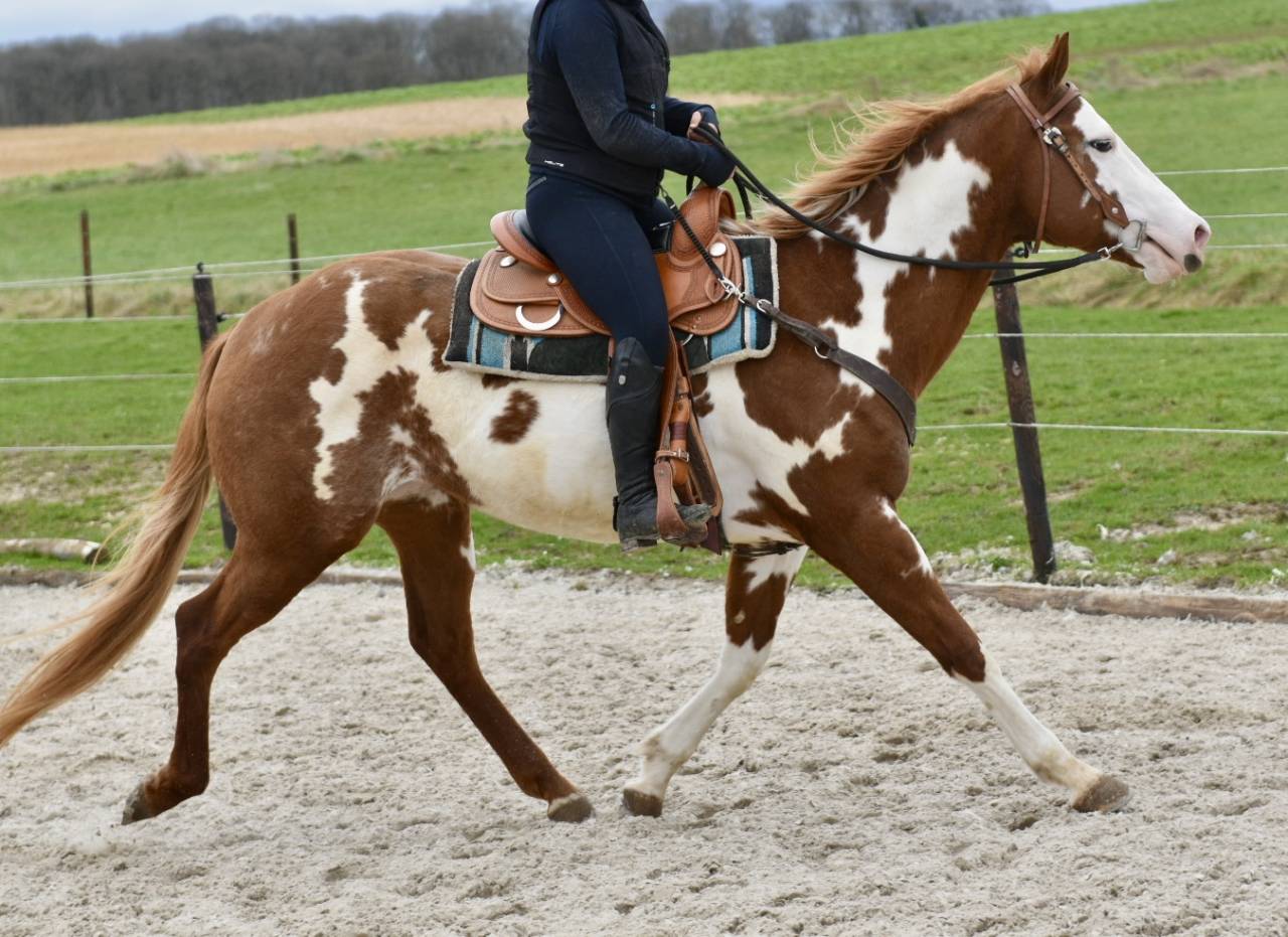 Dekhengst Paint Horse Te koop 2021 Overo