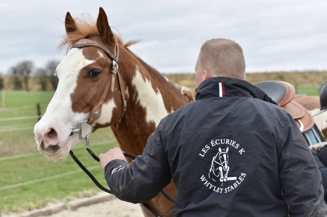 Dekhengst Paint Horse Te koop 2021 Overo