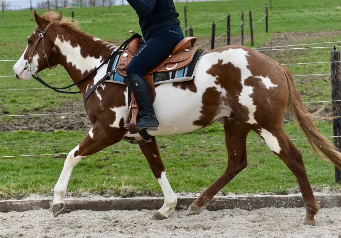 Dekhengst Paint Horse Te koop 2021 Overo