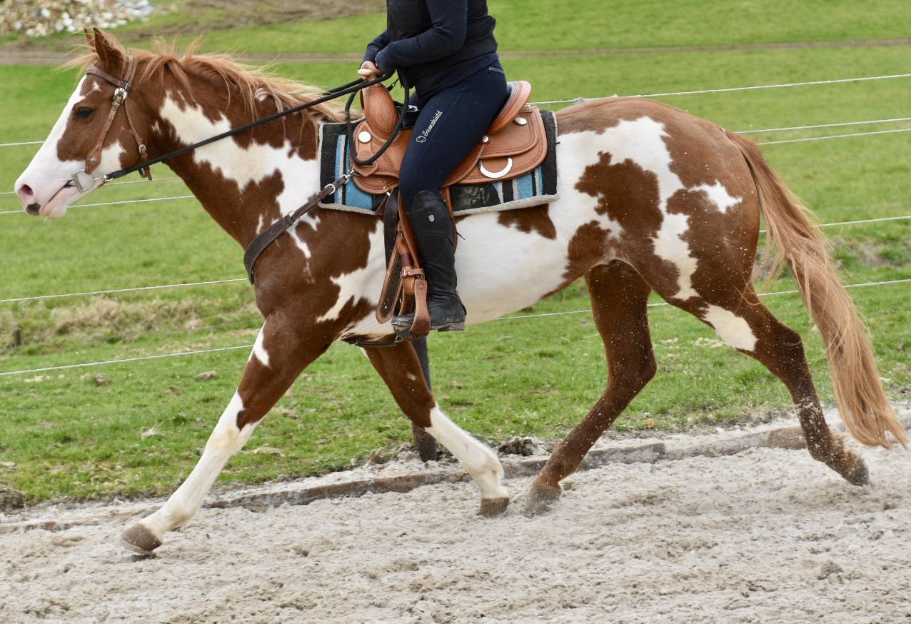 Dekhengst Paint Horse Te koop 2021 Overo