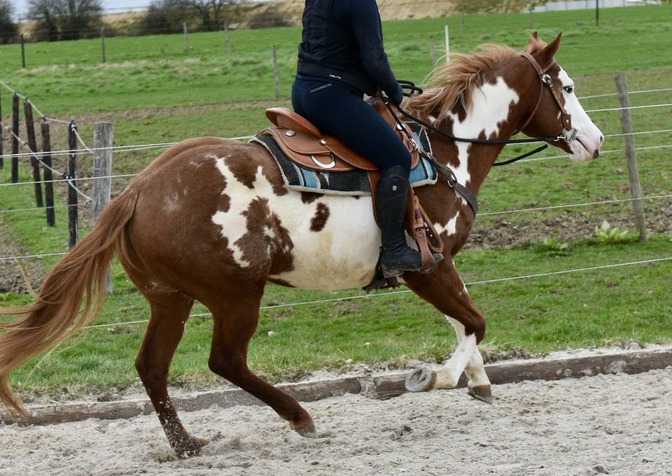 Dekhengst Paint Horse Te koop 2021 Overo