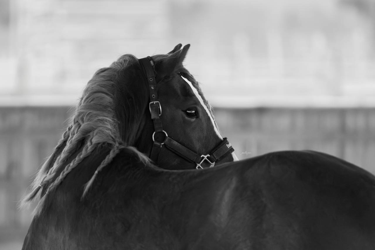 Hengst Welsh Pony (Section C) Te koop 2023 Lichte manen en staart