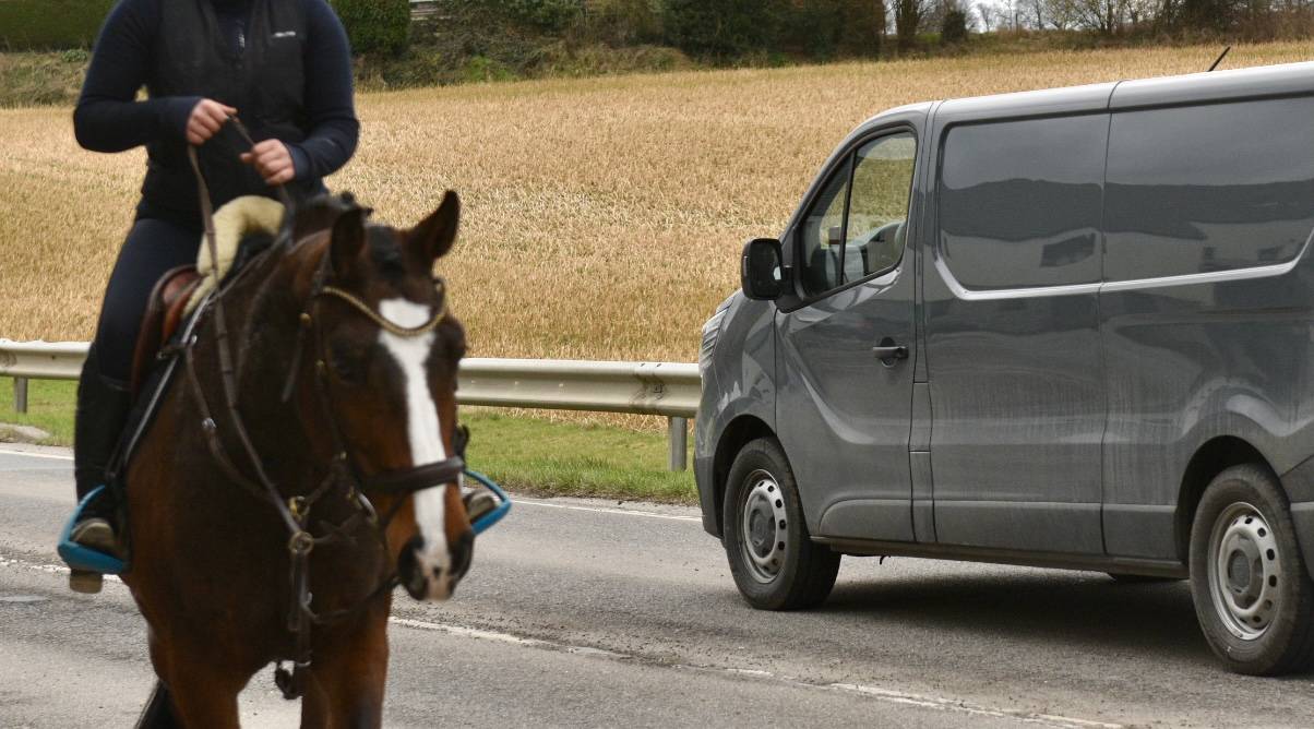 Merrie BWP Belgisch volbloed Te koop 2015 Donker bruin / bai