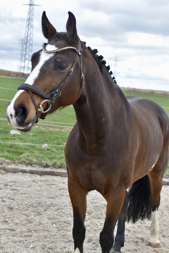 Merrie BWP Belgisch volbloed Te koop 2015 Donker bruin / bai
