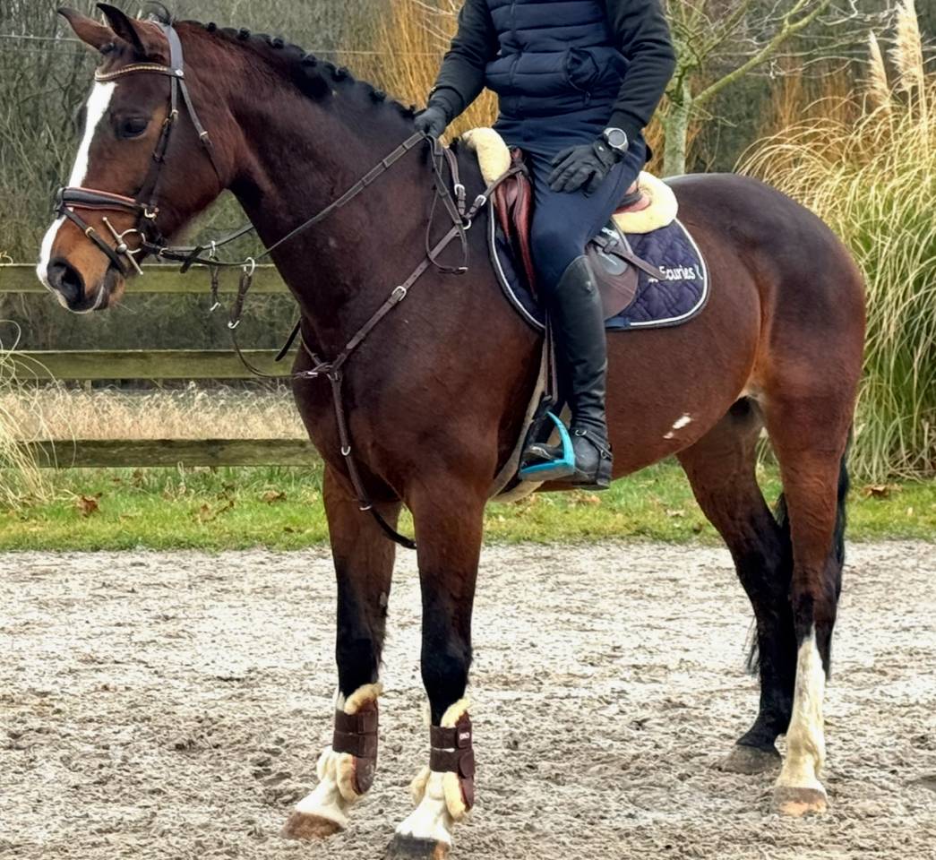 Merrie BWP Belgisch volbloed Te koop 2015 Donker bruin / bai