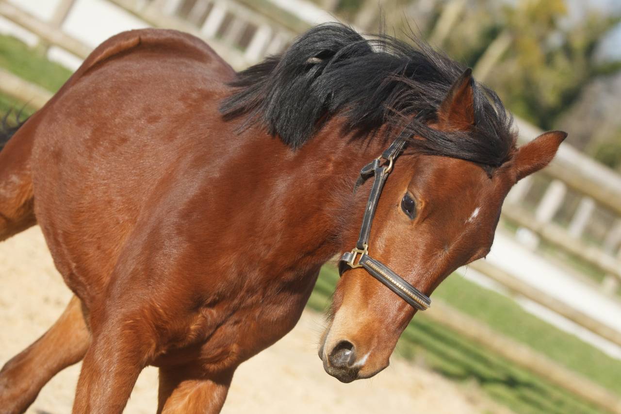 Merrie New Forest Te koop 2024 Donker bruin / bai ,  L'ancelot du m&eacute;nage