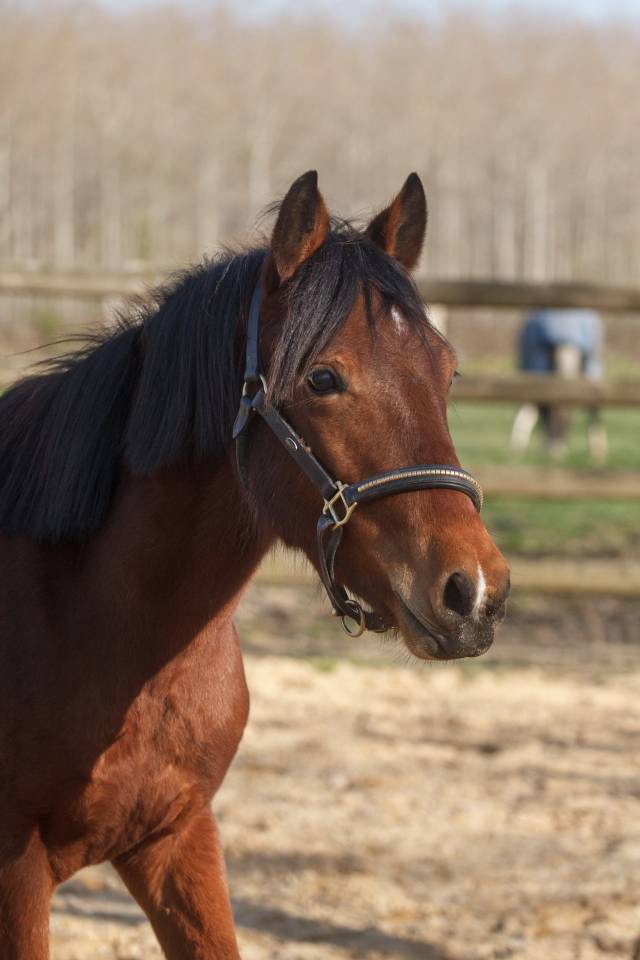 Merrie New Forest Te koop 2024 Donker bruin / bai ,  L'ancelot du m&eacute;nage