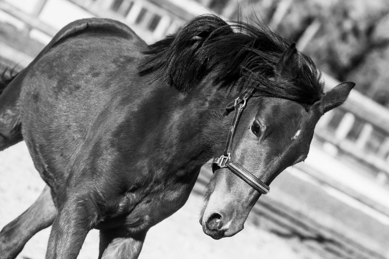 Merrie New Forest Te koop 2024 Donker bruin / bai ,  L'ancelot du m&eacute;nage