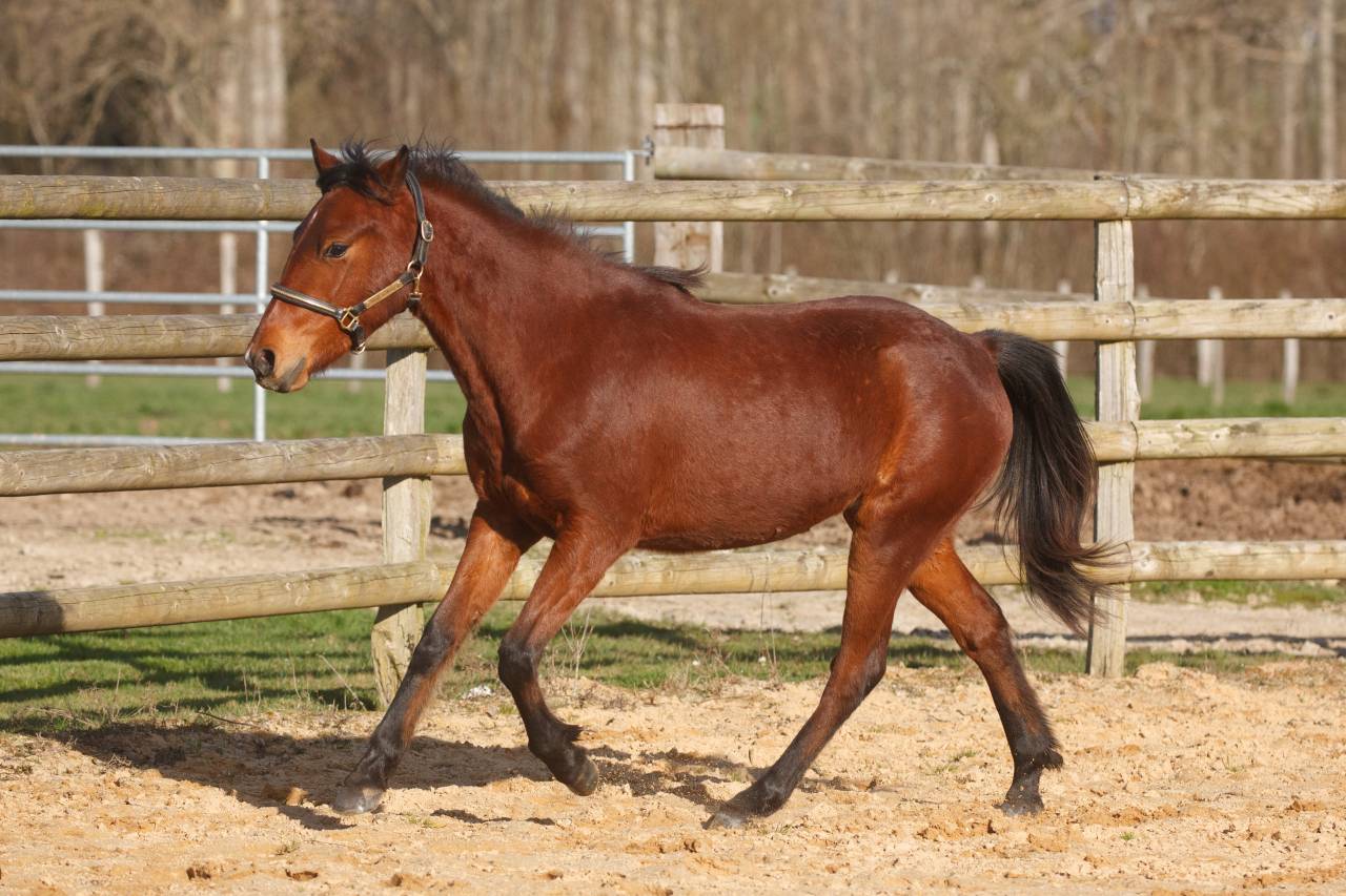 Merrie New Forest Te koop 2024 Donker bruin / bai ,  L'ancelot du m&eacute;nage