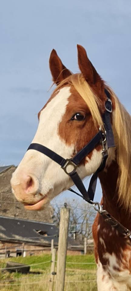 Ruin Paint Horse Te koop 2024 Bont