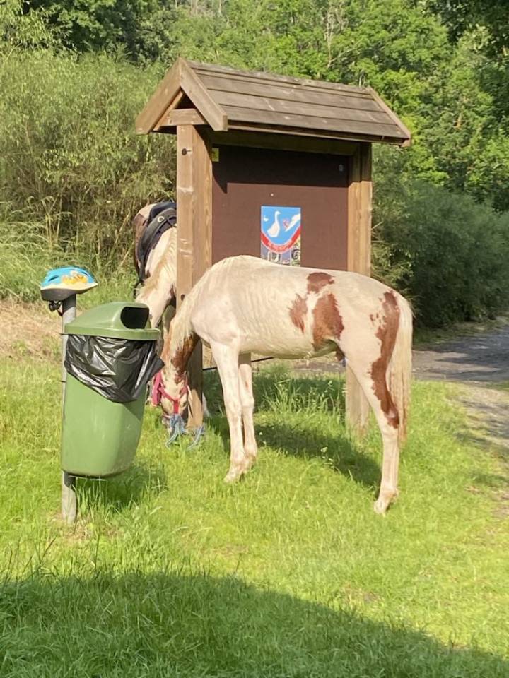 Ruin Paint Horse Te koop 2024 Bont