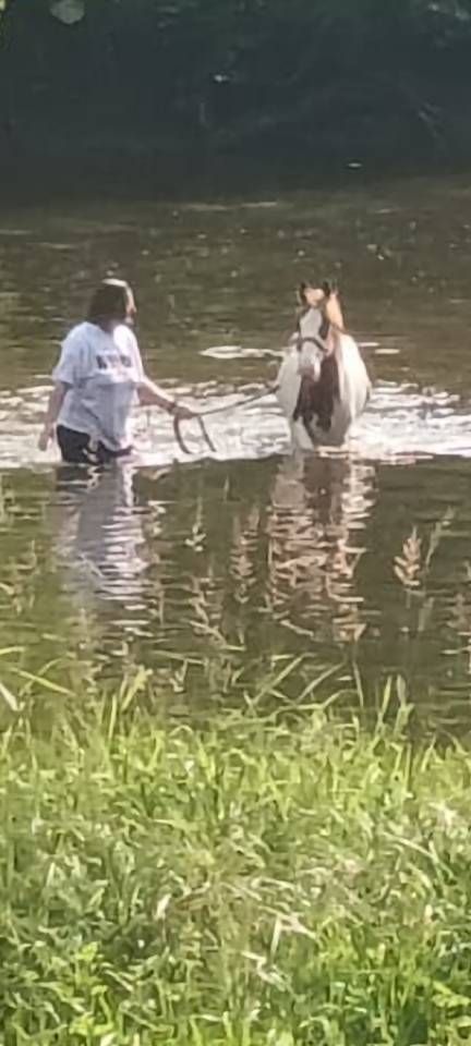 Ruin Paint Horse Te koop 2024 Bont