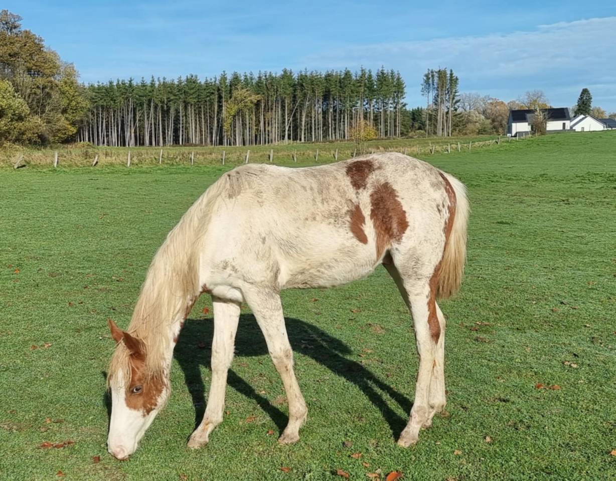 Ruin Paint Horse Te koop 2024 Bont