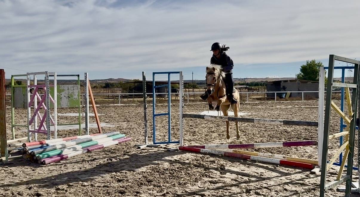 Ruin Welsh Pony (Section C) Te koop 2008 Palomino