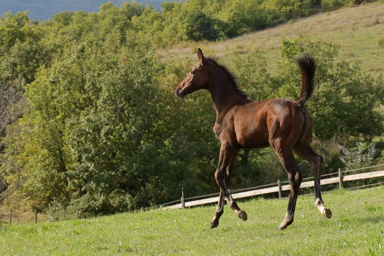 Veulen (vr) Andere paarden rassen Te koop 2025 Donker bruin / bai