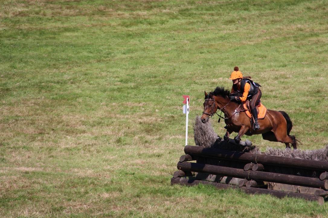 Ruin Connemara Te koop 2012 Bruin / Bai ,  Vador Shadow du Gite, CO