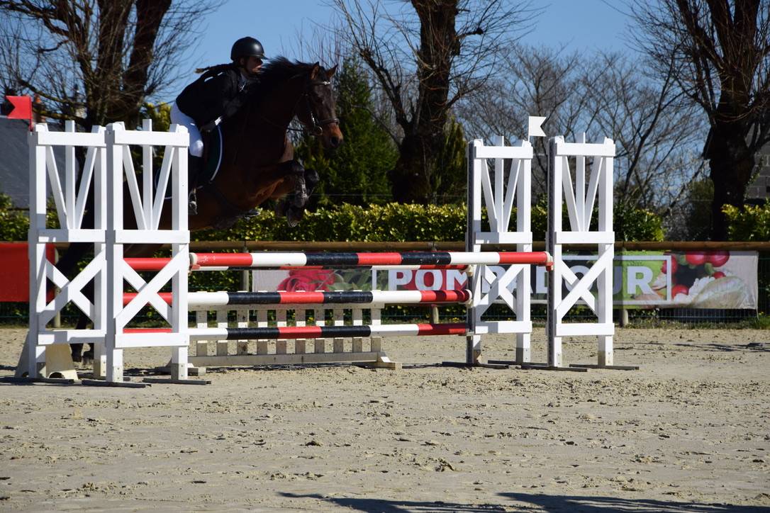 Ruin Connemara Te koop 2012 Bruin / Bai ,  Vador Shadow du Gite, CO