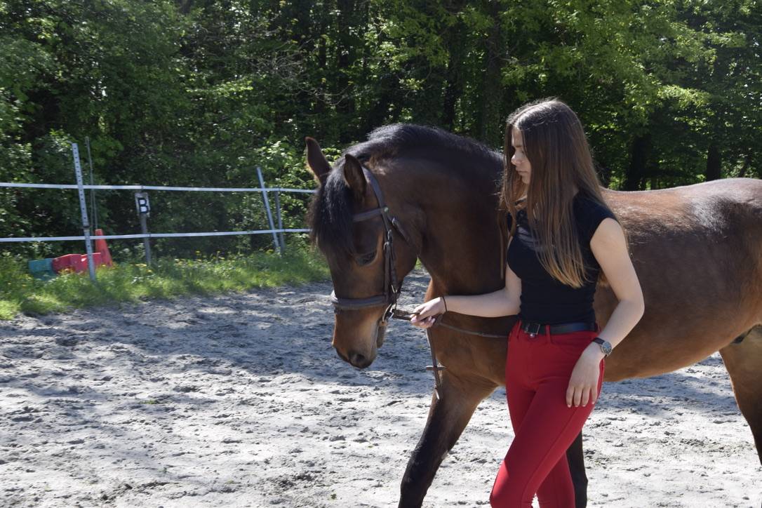 Ruin Connemara Te koop 2012 Bruin / Bai ,  Vador Shadow du Gite, CO