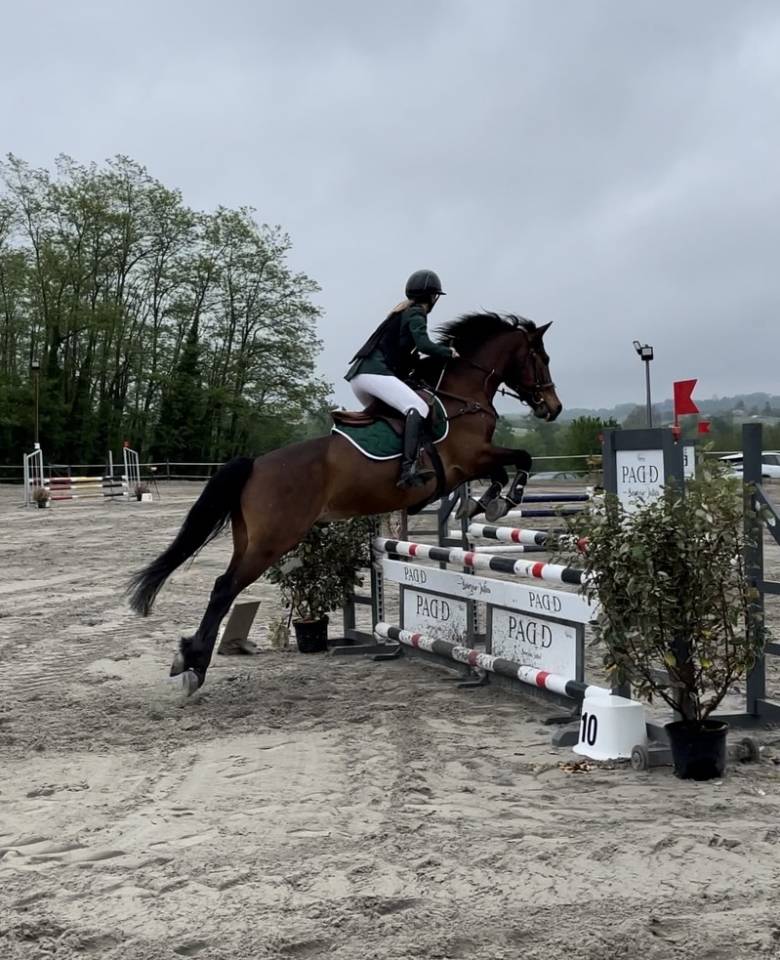 Ruin Connemara Te koop 2012 Bruin / Bai ,  Vador Shadow du Gite, CO