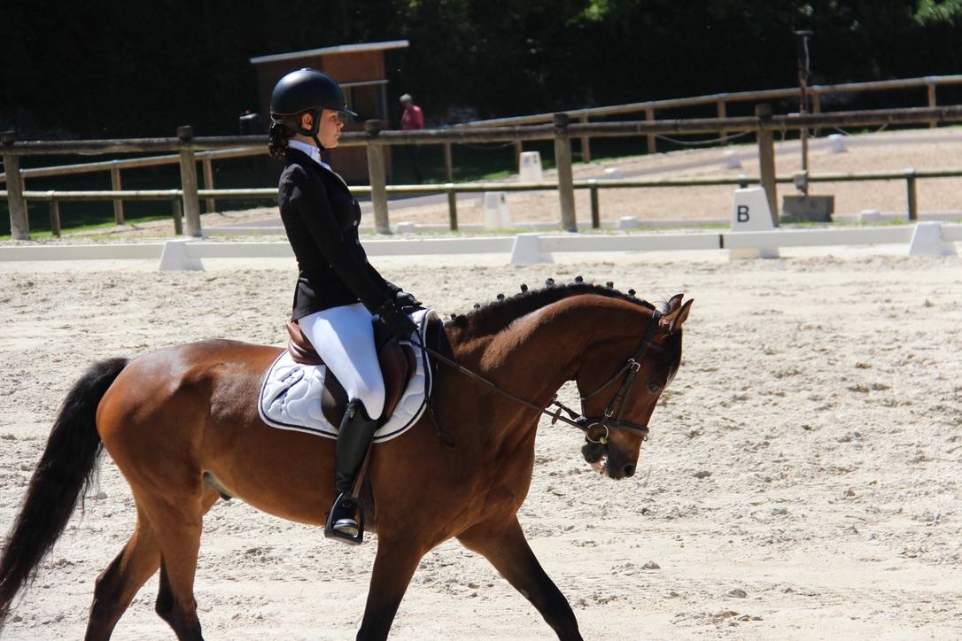 Ruin Connemara Te koop 2012 Bruin / Bai ,  Vador Shadow du Gite, CO