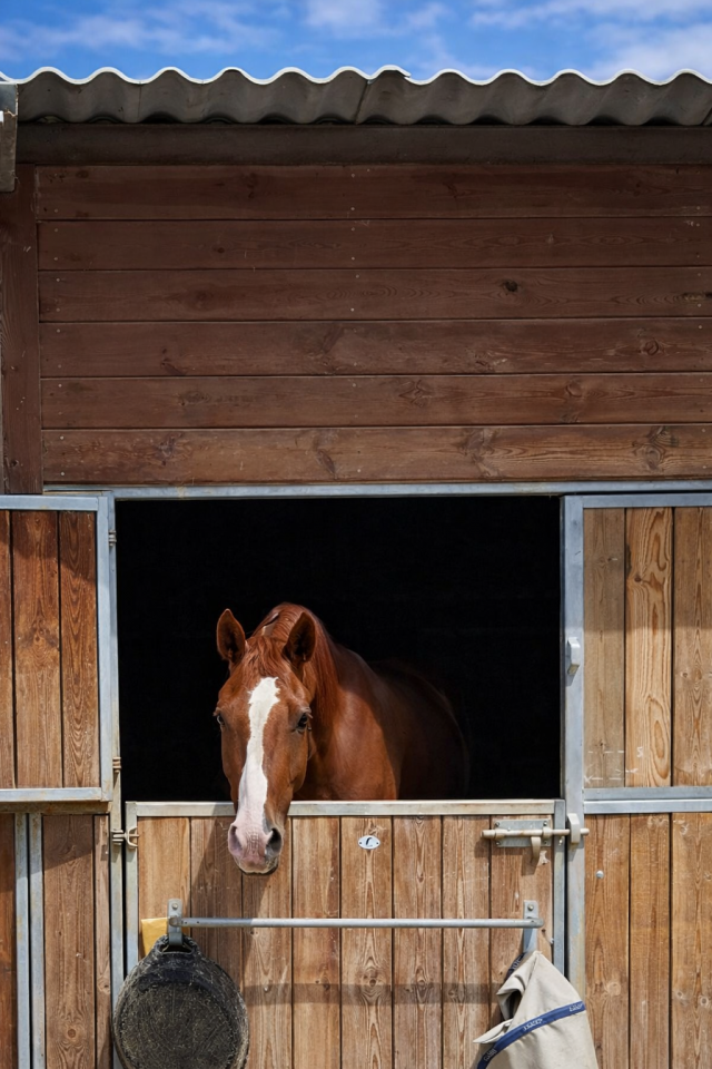 Ruin Belgisch sportpaard Te koop 2021 Vos