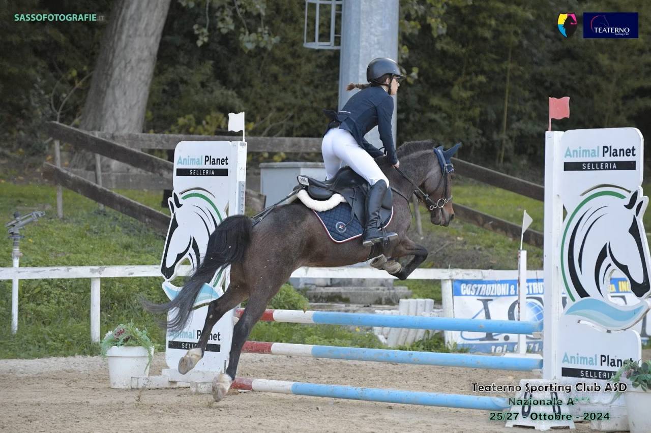 Dekhengst Andere pony rassen Te koop 2017 Bruinroan