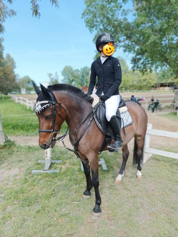 Dekhengst Andere pony rassen Te koop 2017 Bruinroan