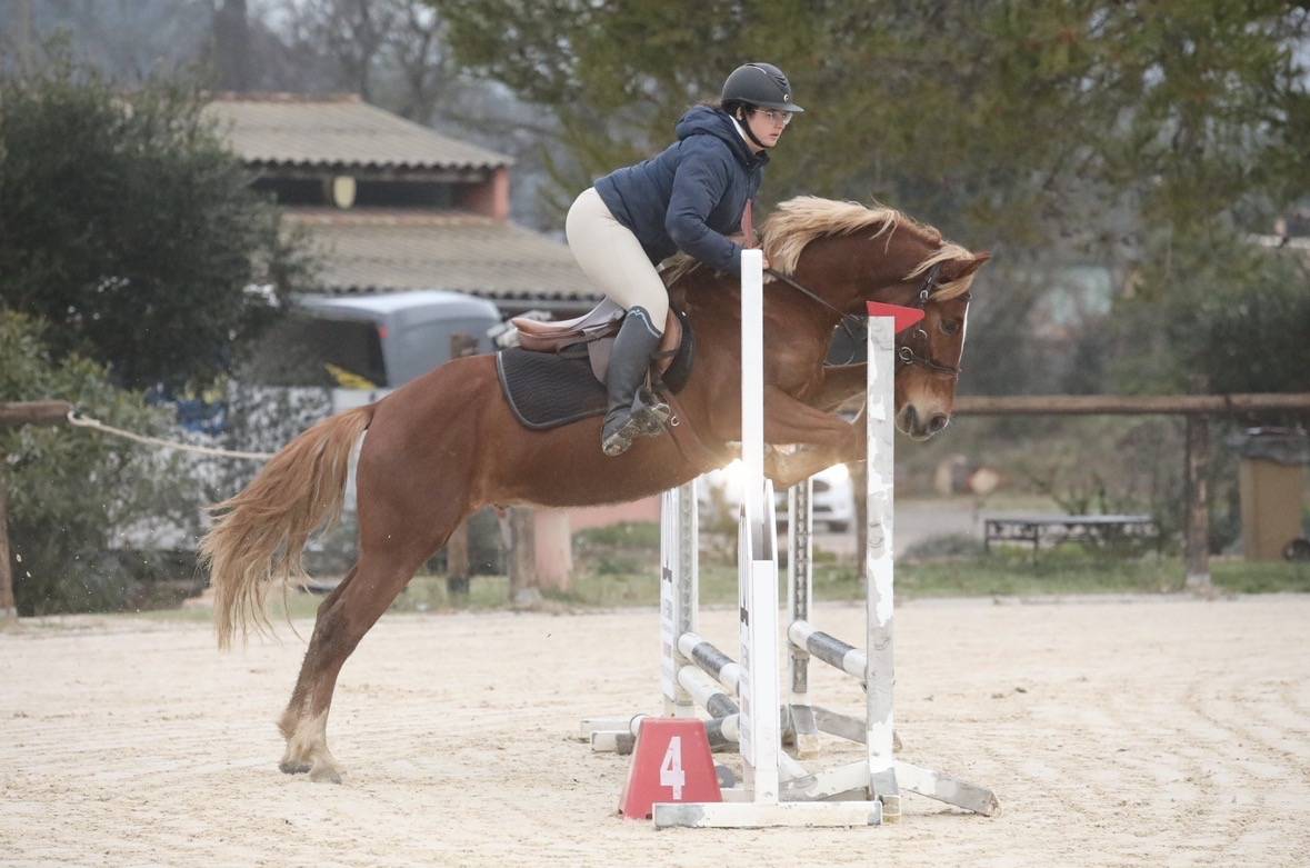 Ruin Andere pony rassen Te koop 2022 Vos