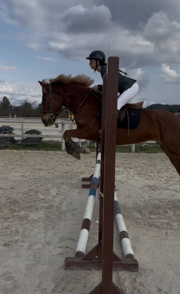 Ruin Andere pony rassen Te koop 2022 Vos